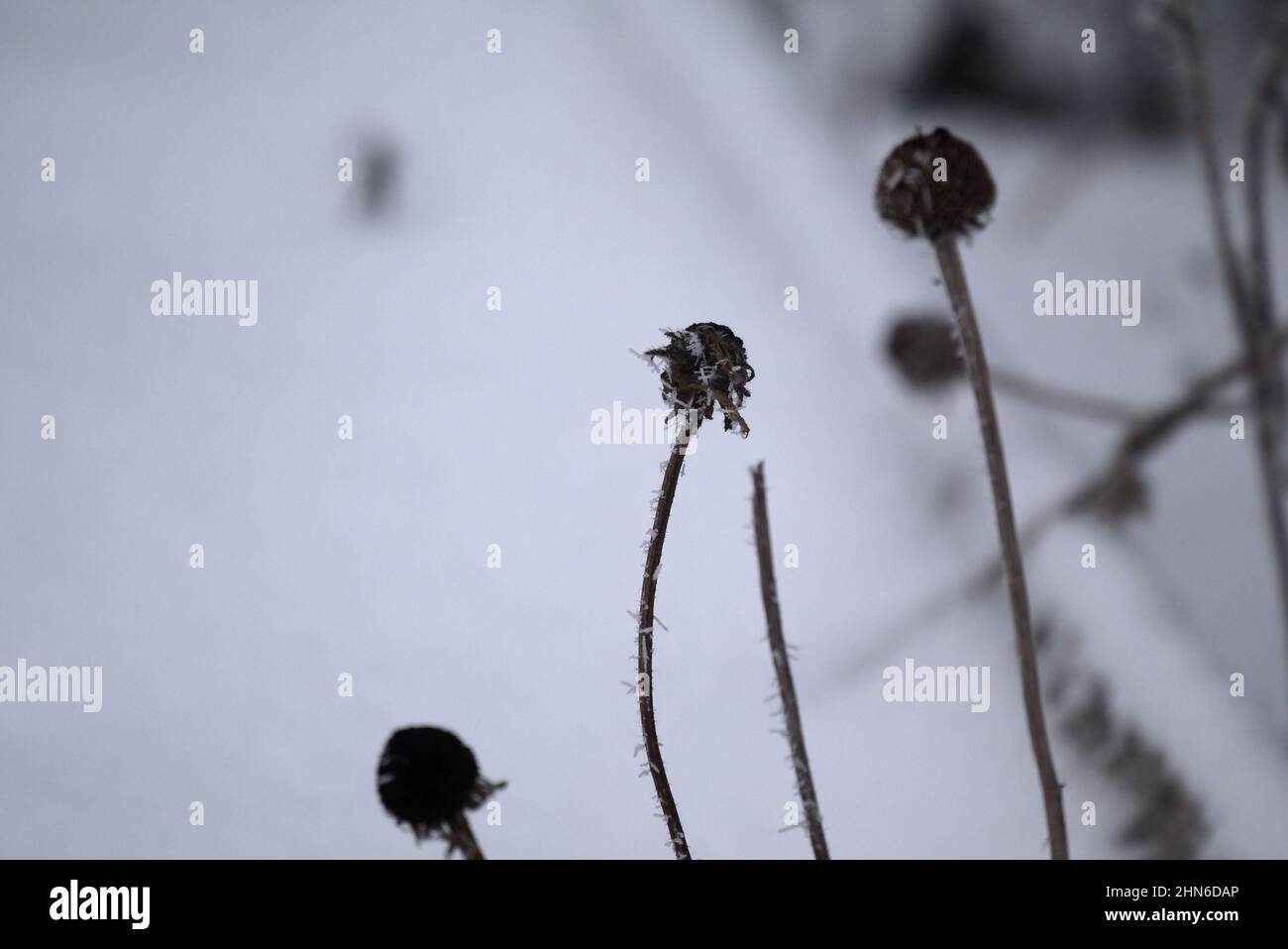 Frozen buds and garden hi-res stock photography and images - Alamy