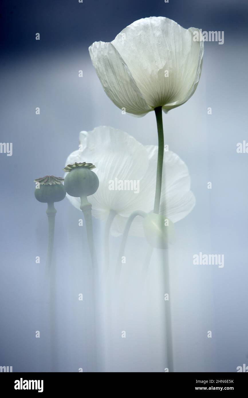field of white poppies, also called opium. Papaver somniferum Stock
