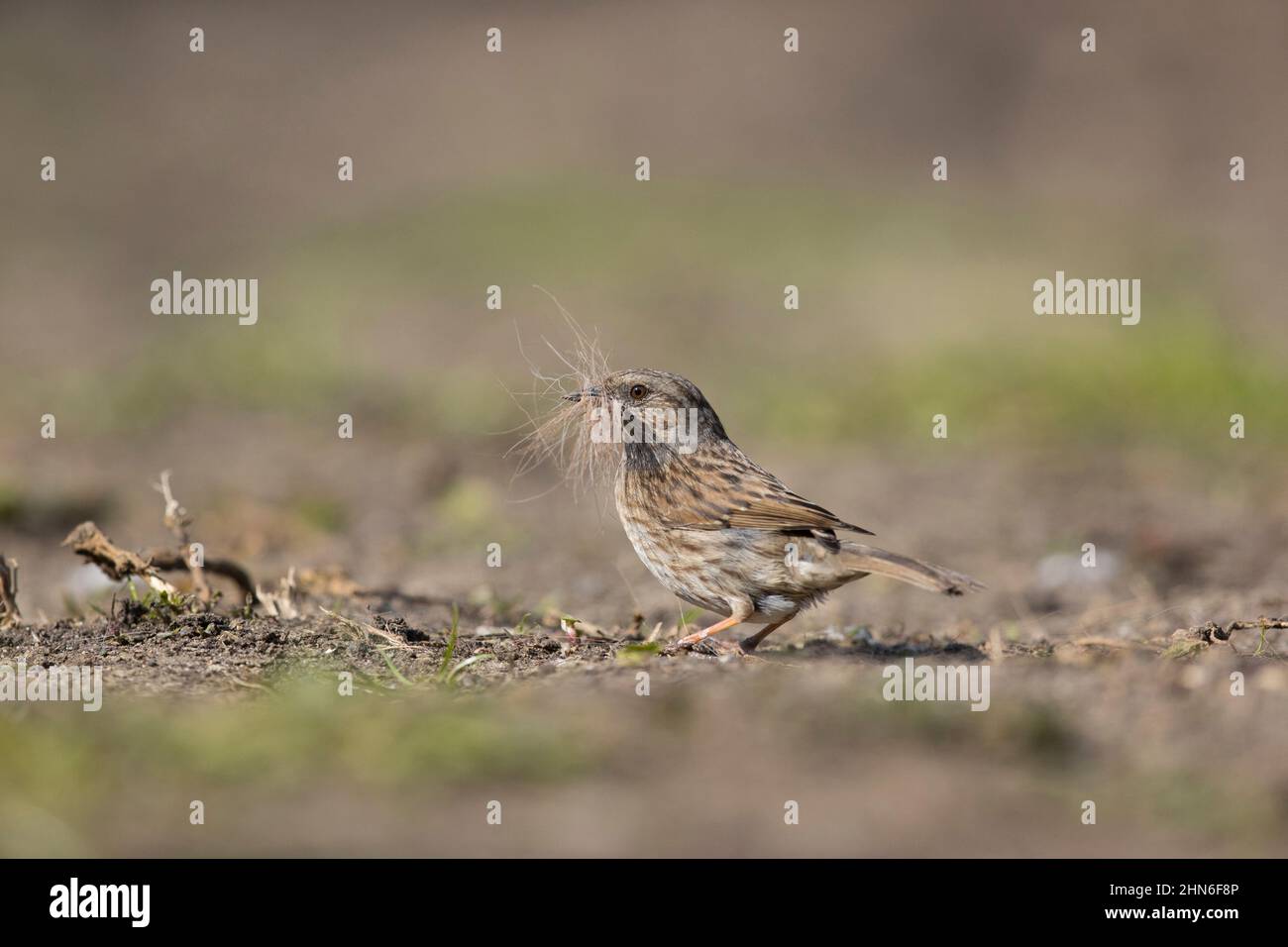 Dunnock (Prunella modularis) adult standing on ground with nest material in beak, Suffolk, England, April Stock Photo