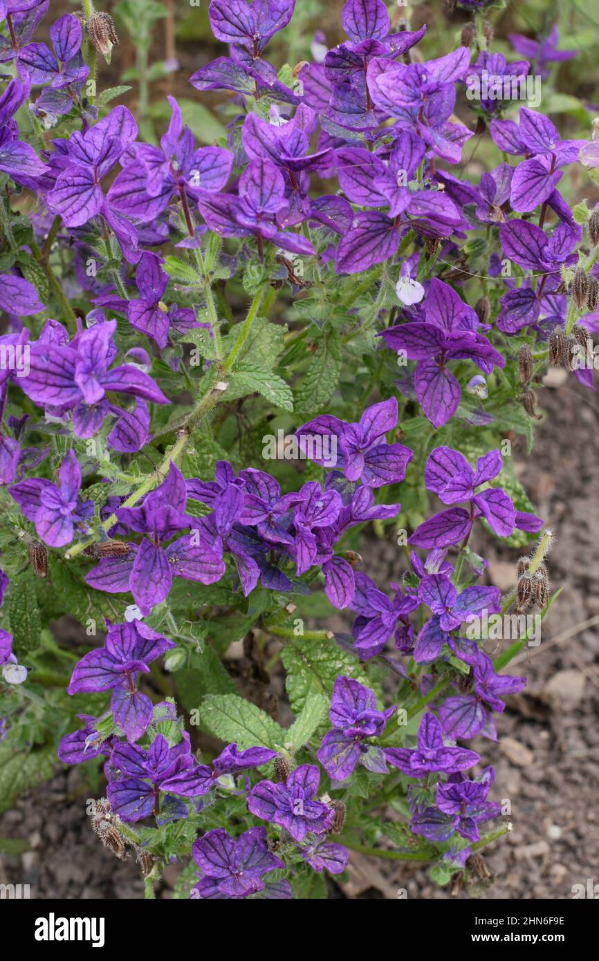 Salvia viridis 'Blue Monday', blue clary sage flowering in September. UK Stock Photo