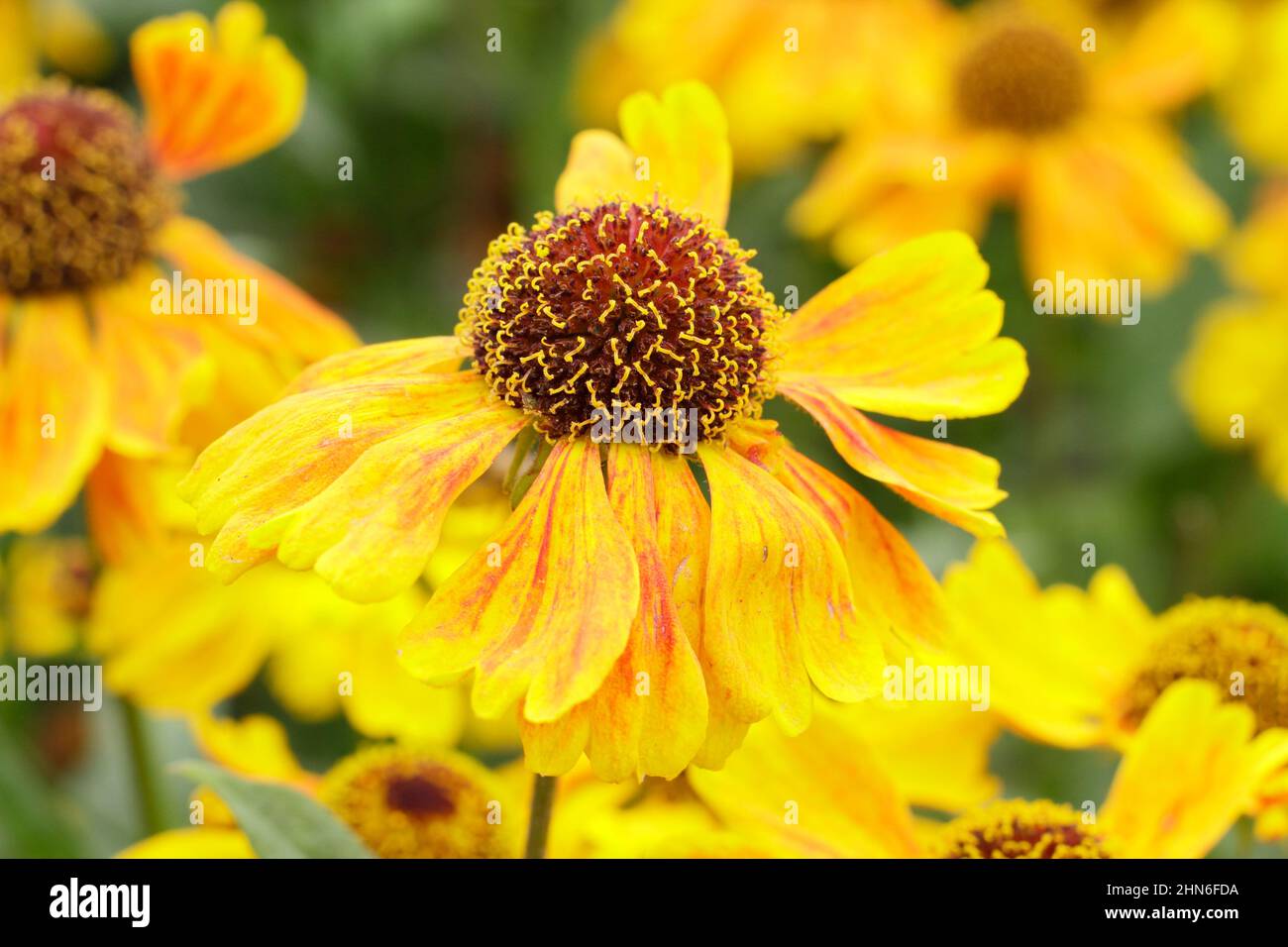Helenium Wyndley sneezeweed flowers, a short variety flowering in late summer, early autumn. UK Stock Photo