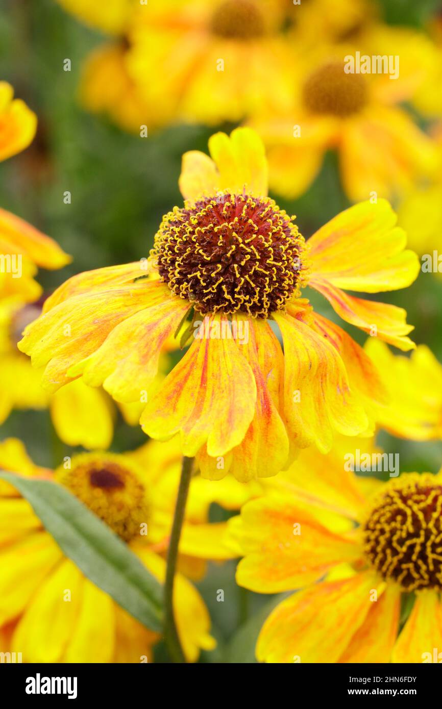 Helenium Wyndley sneezeweed flowers, a short variety flowering in late summer, early autumn. UK Stock Photo