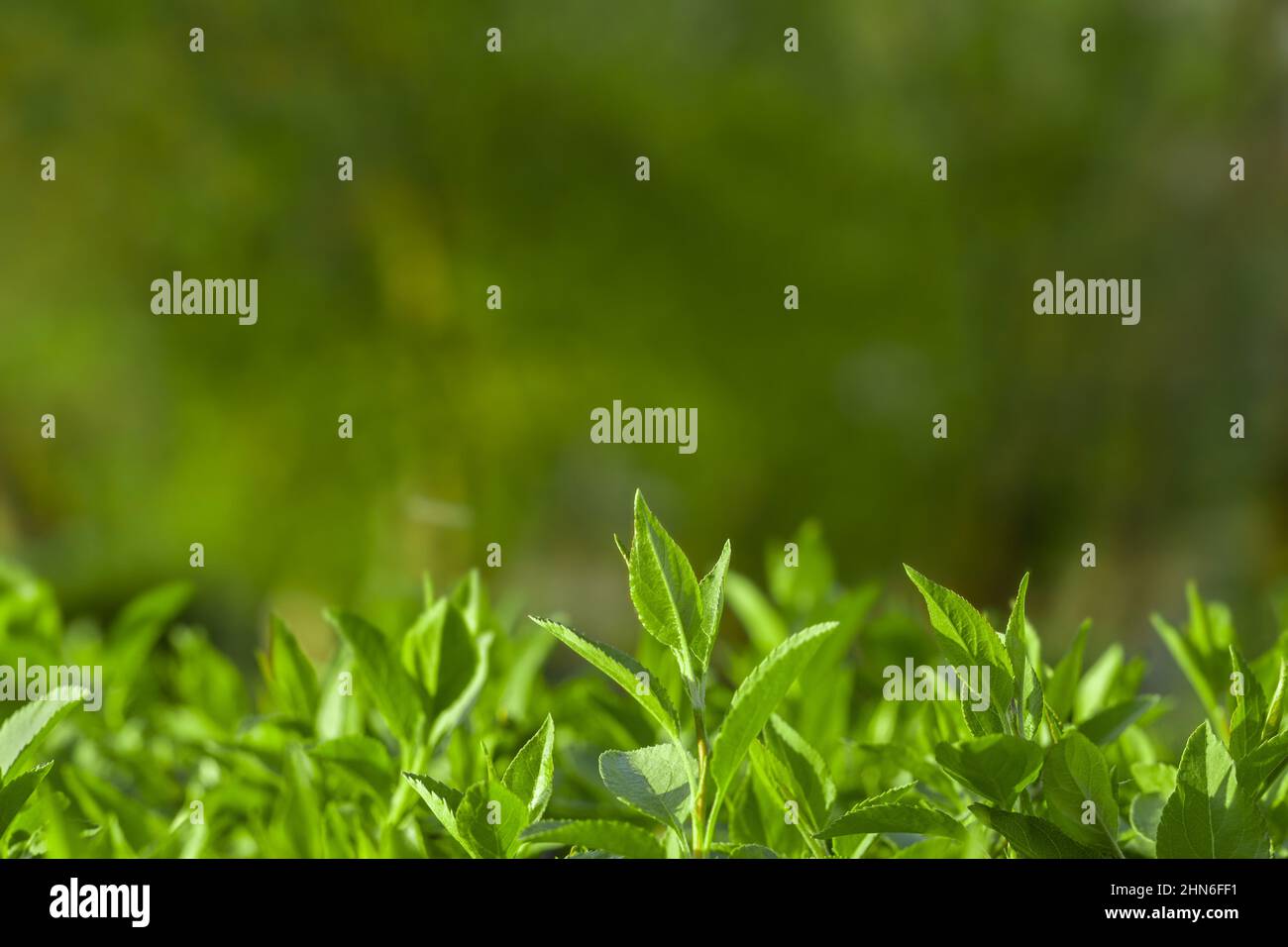 Background in the form of young green shoots of plants on a blurred background of the forest. Background for blank layouts bio flora concepts of sprin Stock Photo