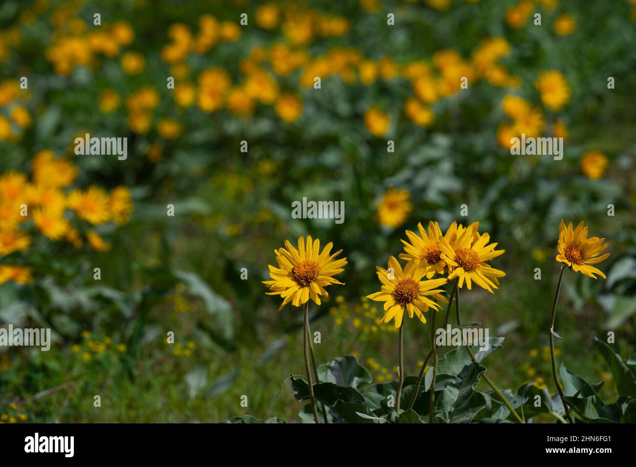Discover wildflowers hi-res stock photography and images - Alamy