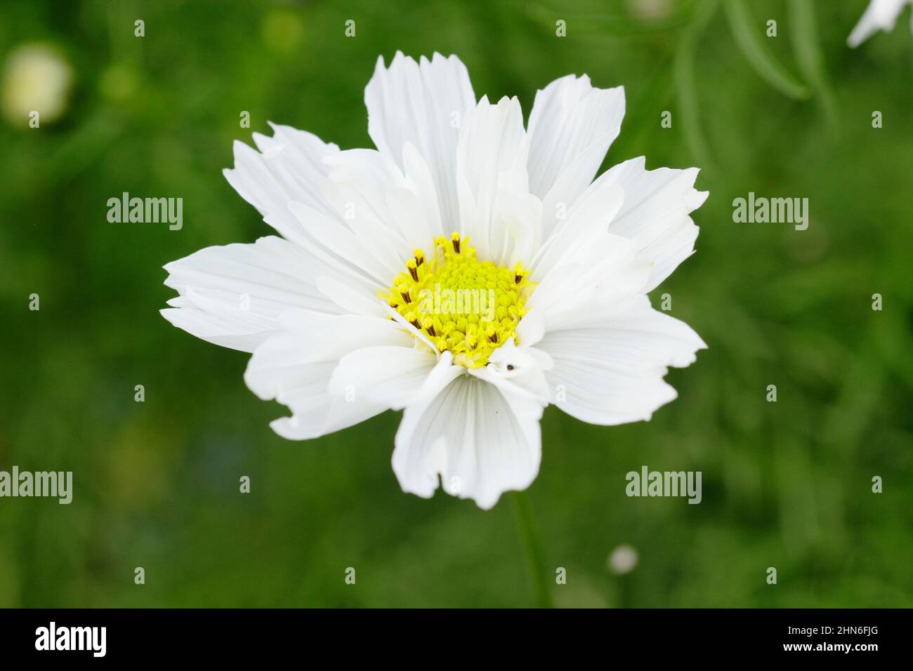 Cosmos bipinnatus 'Double Click Snow Puff' flowers in late summer. UK Stock Photo