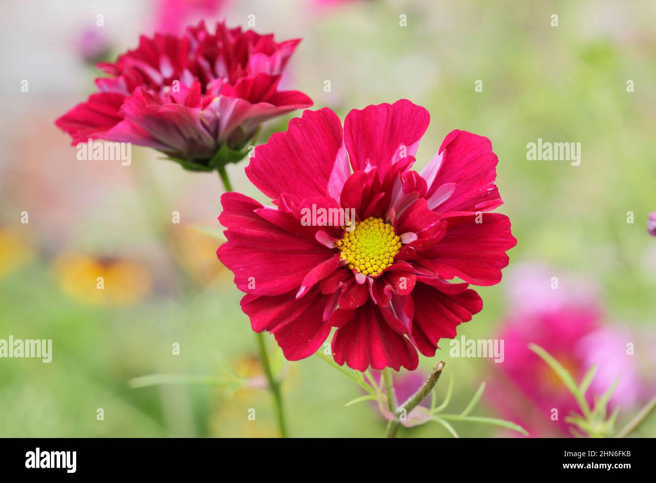 Cosmos bipinnatus 'Double Click Cranberries' flowers in September. UK. Stock Photo