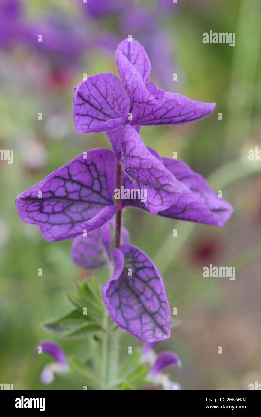Salvia viridis 'Blue Monday', blue clary sage flowering in September