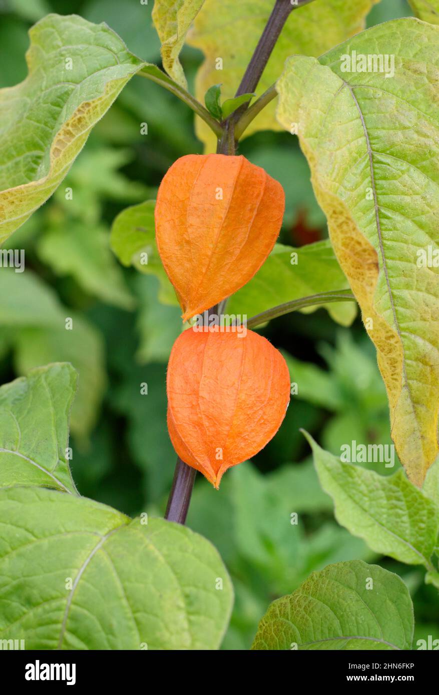 Physalis alkekengi. Ornamental Chinese lantern plant displaying distinctive papery orange calyces.UK Stock Photo