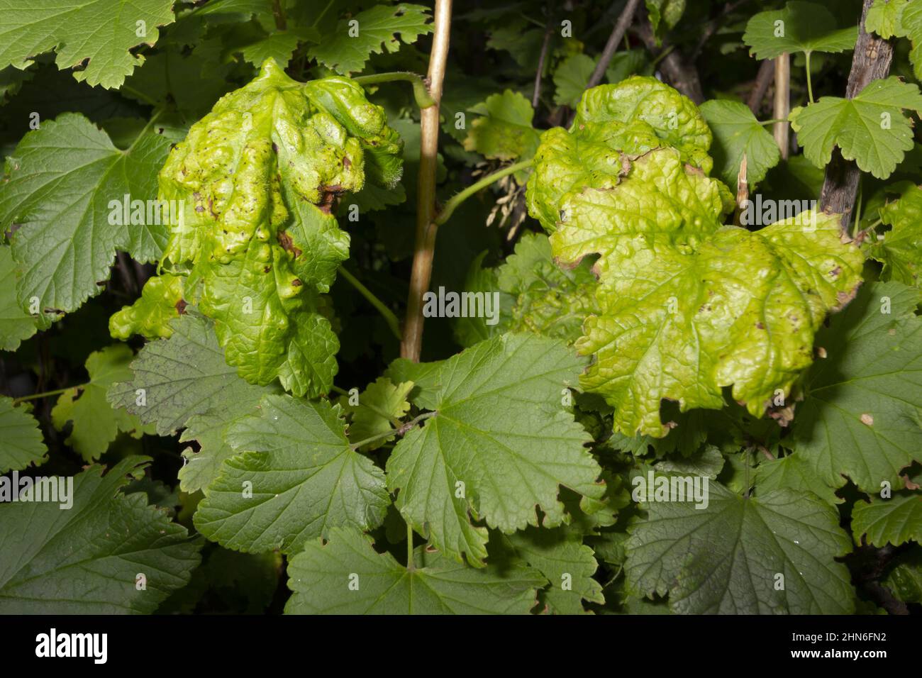 Cecidomyiidae disease and currant pests gall midges and catocha. The concept of combating diseases and pests of agricultural cultivated plants. Stock Photo