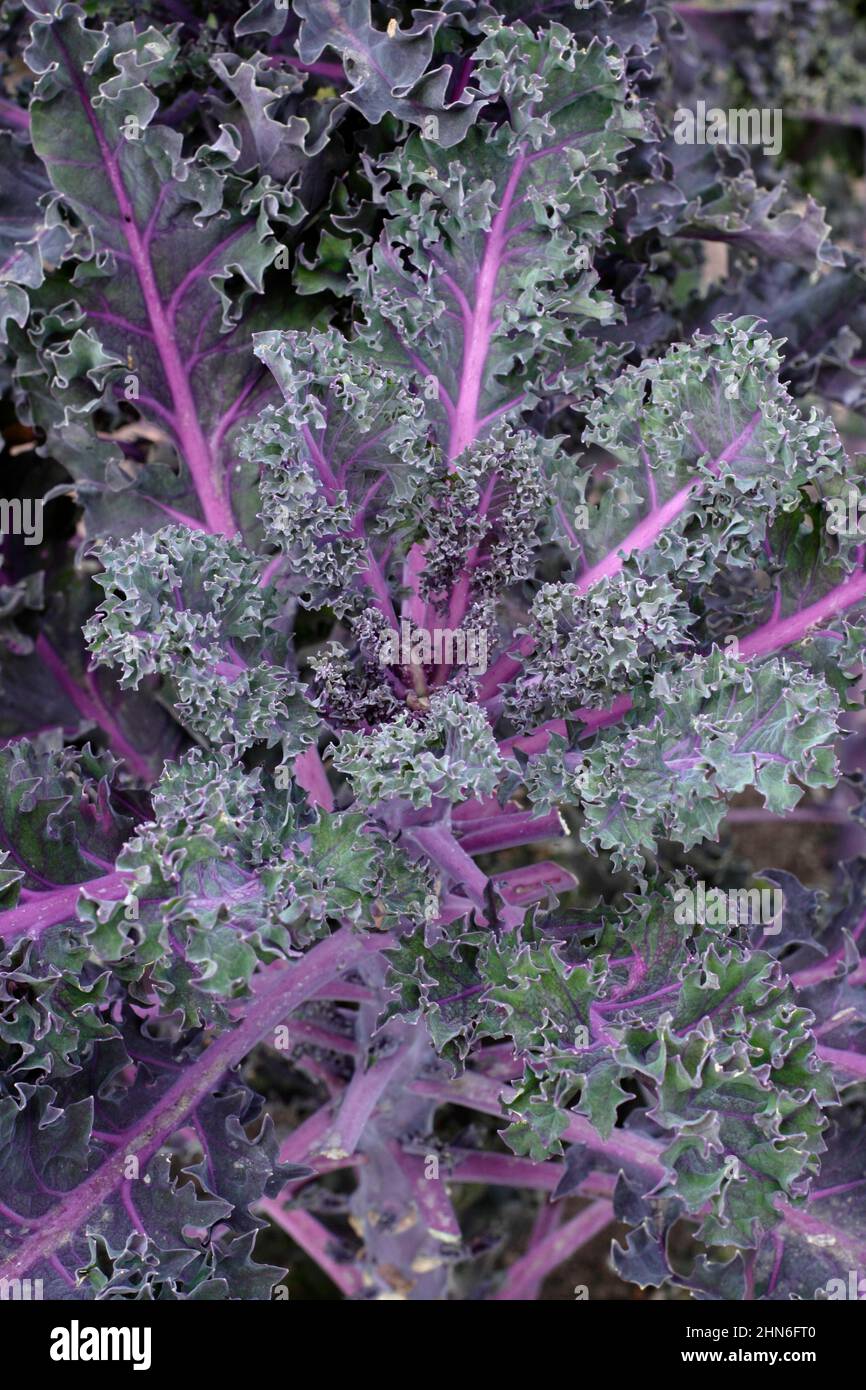 Brassica oleracea' 'Midnight Sun' kale ornamental kale leaves with purple veins. UK. Stock Photo