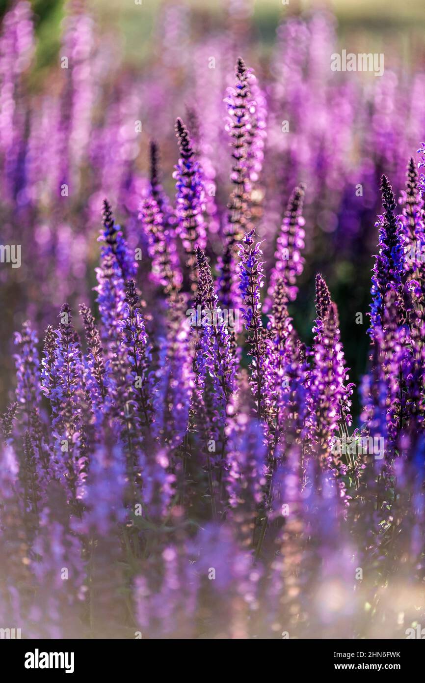 Vibrant Purple Salvia Flower Garden Stock Photo - Alamy