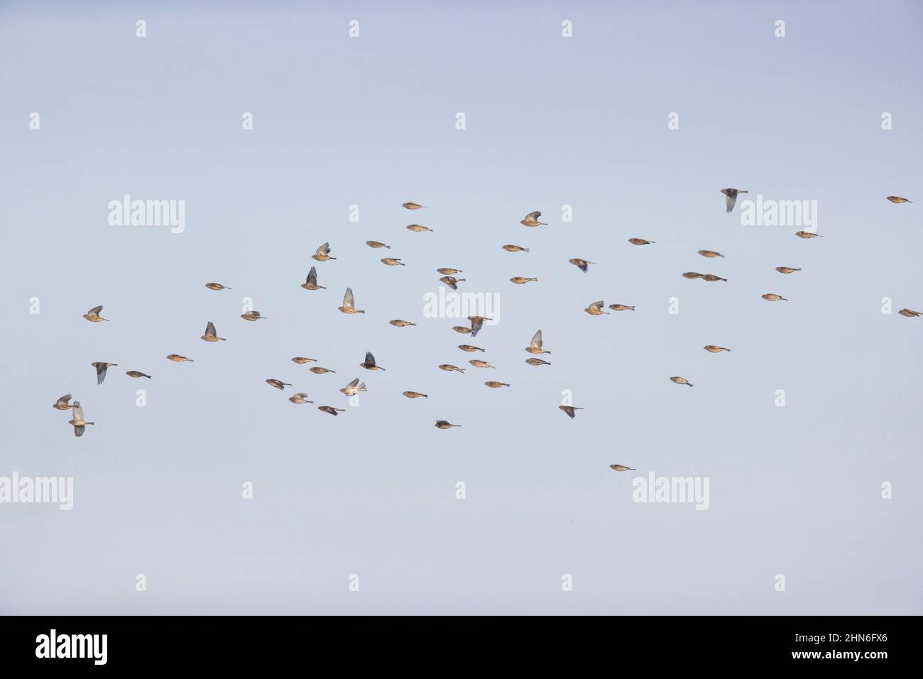 Common Linnet (Carduelis cannabina) winter plumage adults and Twite (Carduelis flavirostris) adults flying, Suffolk, England, January Stock Photo