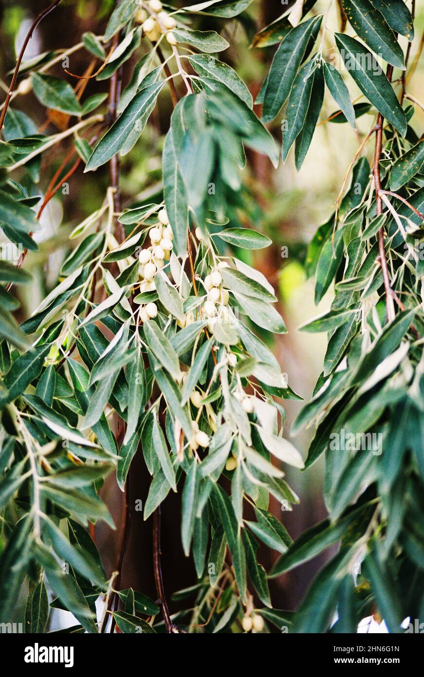 Russian Olive Branch Close Up with Silver Berries Stock Photo