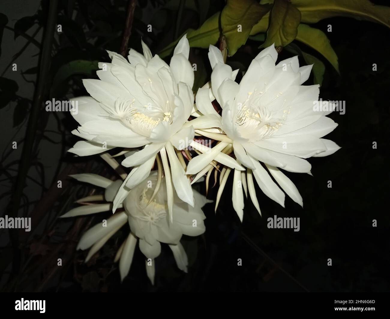 Queen of the night, epiphyllum oxypetalum, perfumed white night flower