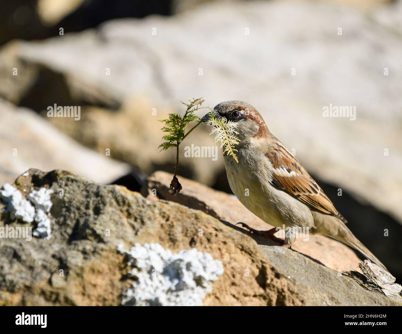 Close-up of a male sparrow with a leaf of moss in his beak to make the nest Stock Photo