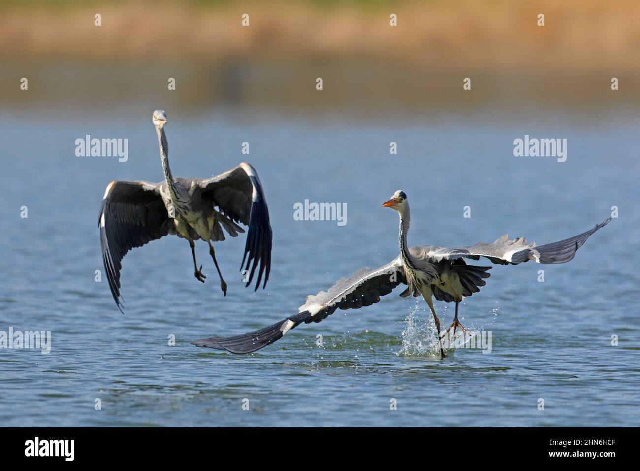 Two grey herons (Ardea cinerea) fighting in lake. Territorial grey heron chasing rival away in spring Stock Photo