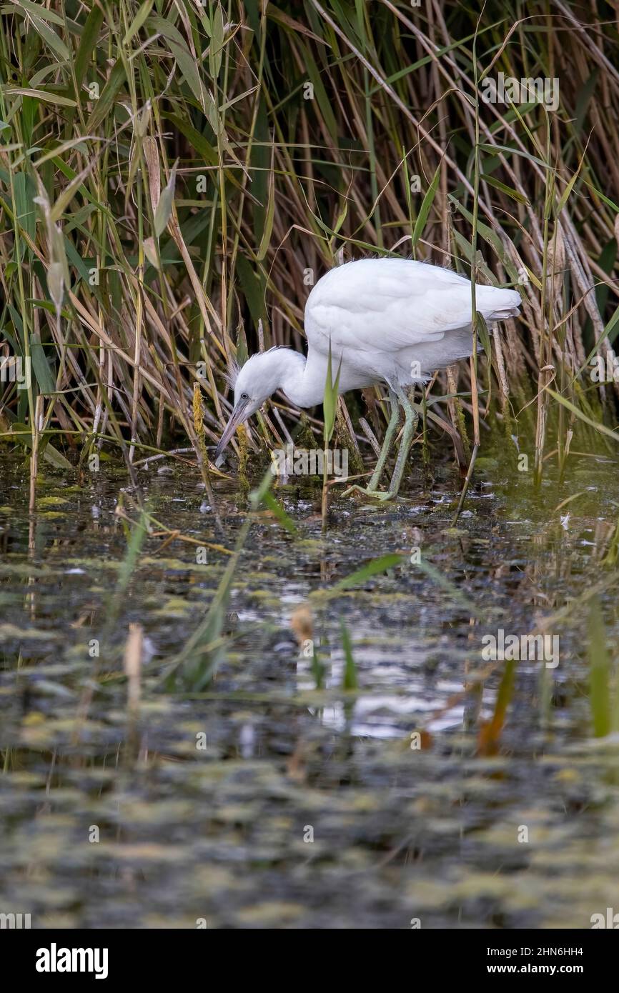 A close up of a Little Egret at the waters edge. Stock Photo