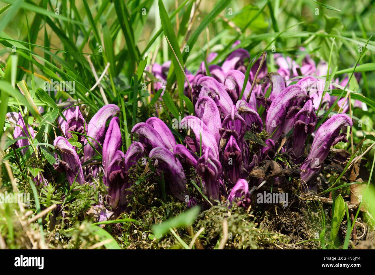 purple toothwort in bloom Stock Photo
