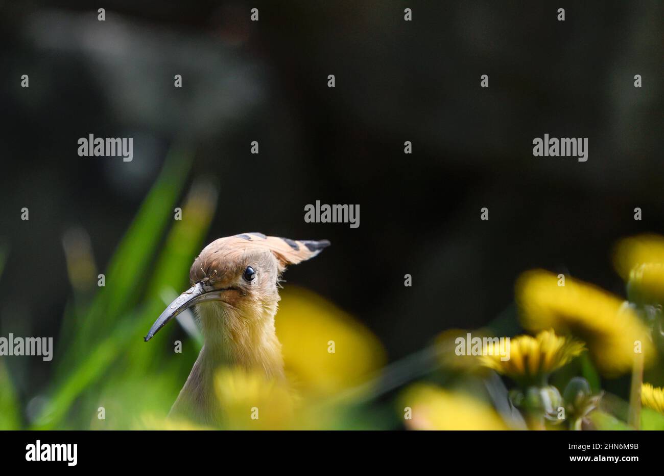 Close-up of a hoopoe among the vegetation Stock Photo