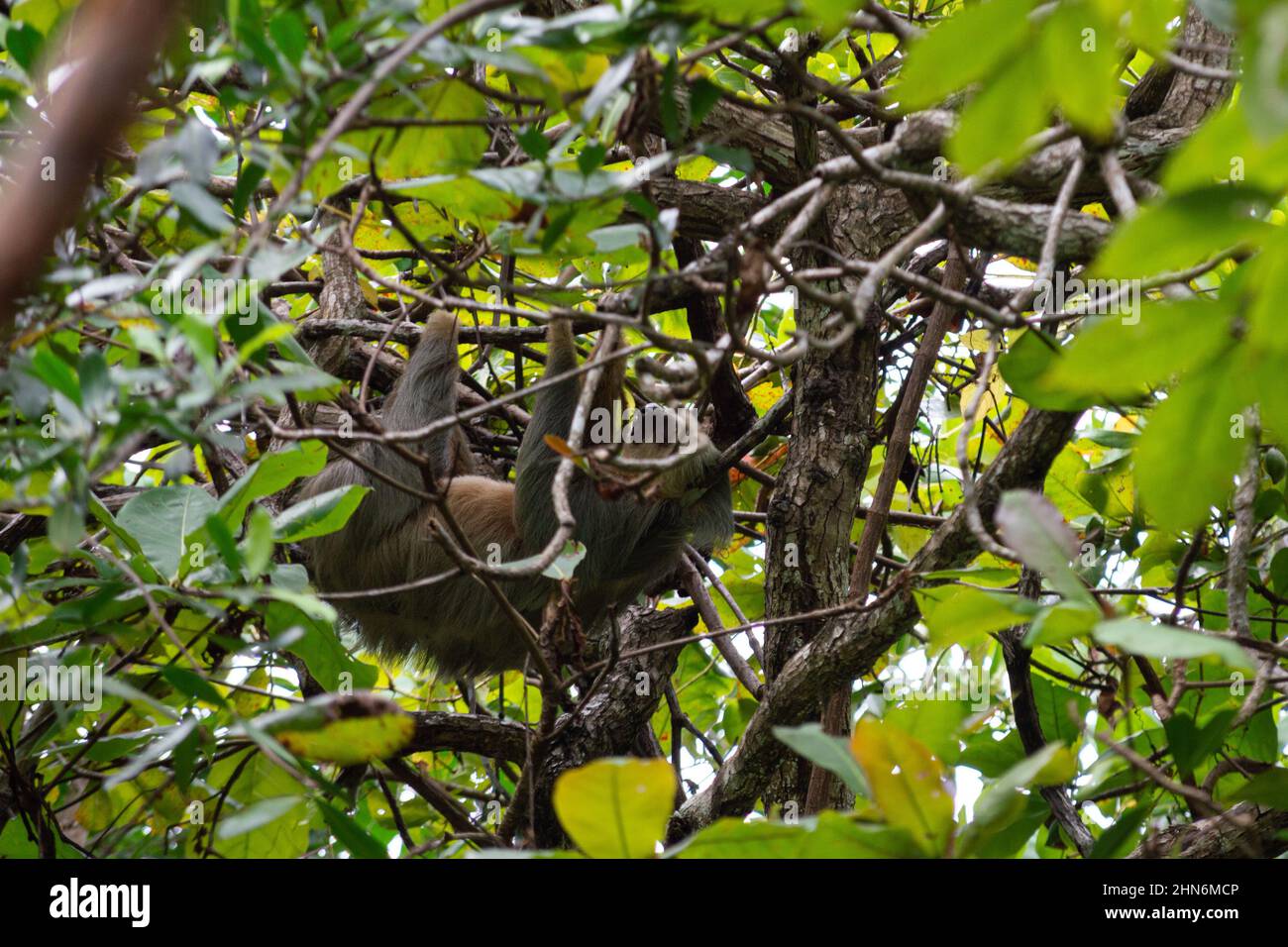 Hanging Behind Trees Stock Photo - Alamy