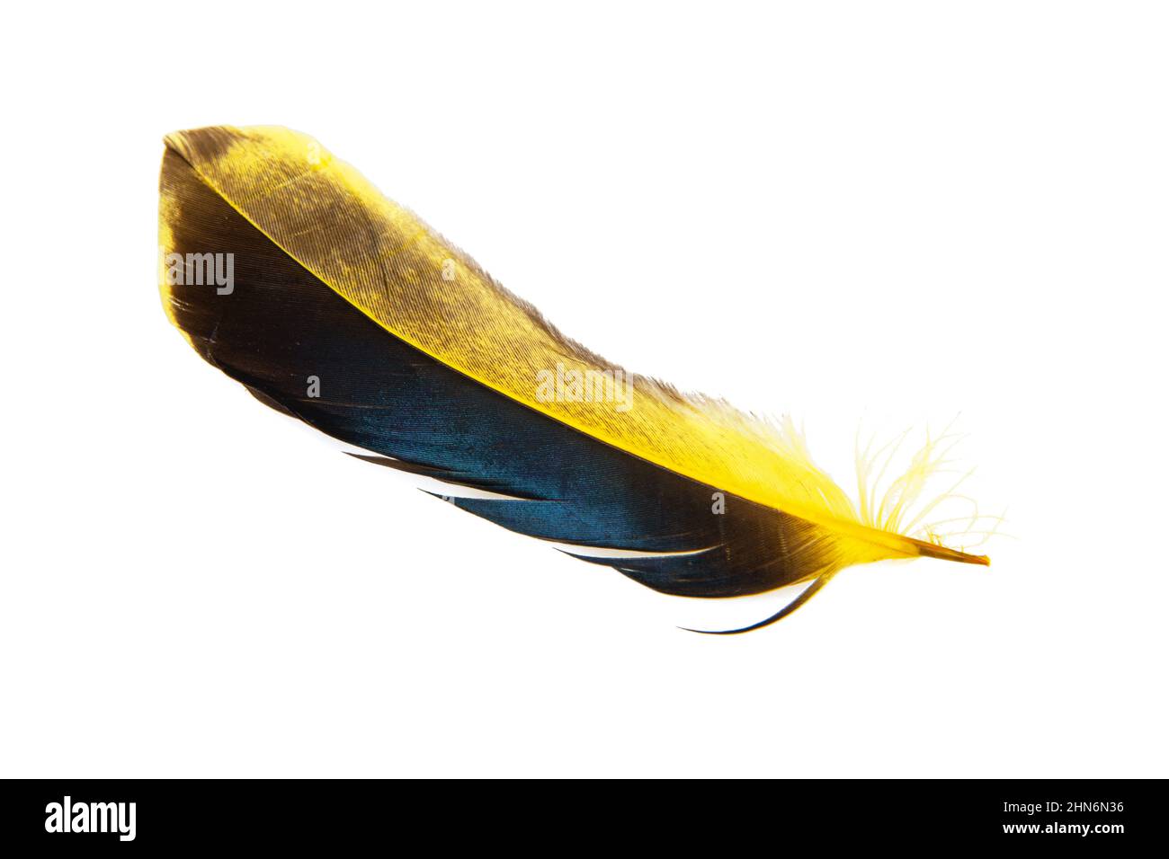 Dark yellow feather isolated on the white background Stock Photo - Alamy