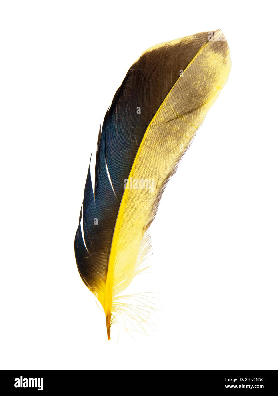 Dark yellow feather isolated on the white background Stock Photo - Alamy