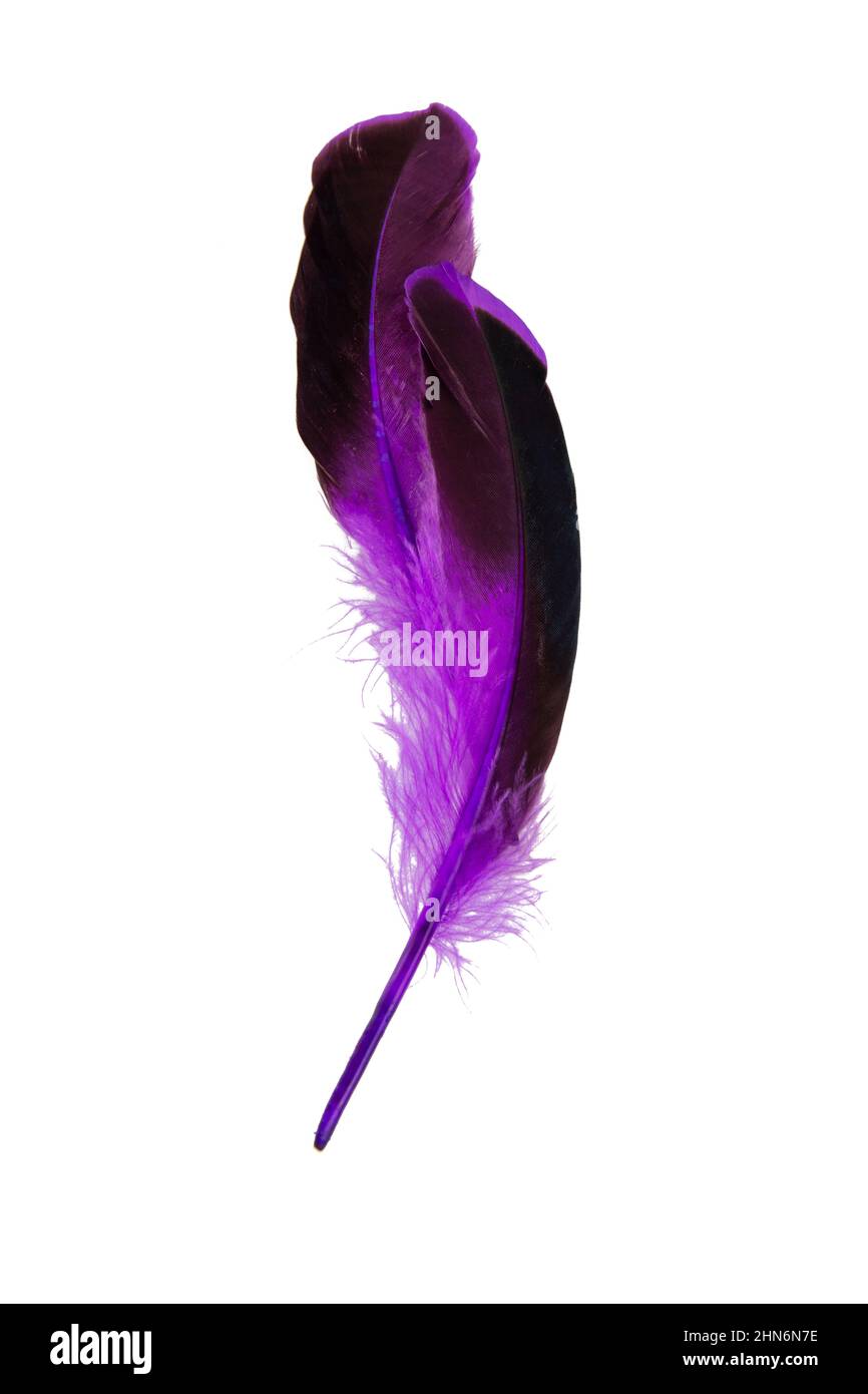 30,700+ Purple Feathers Stock Photos, Pictures & Royalty-Free Images -  iStock