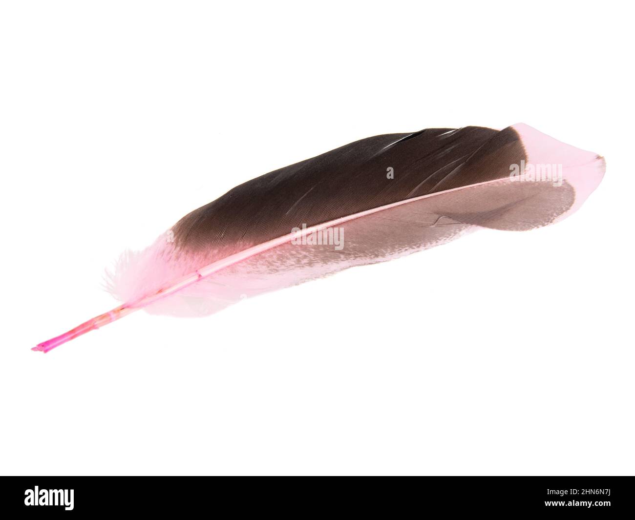 Dark pink feather isolated on the white background Stock Photo
