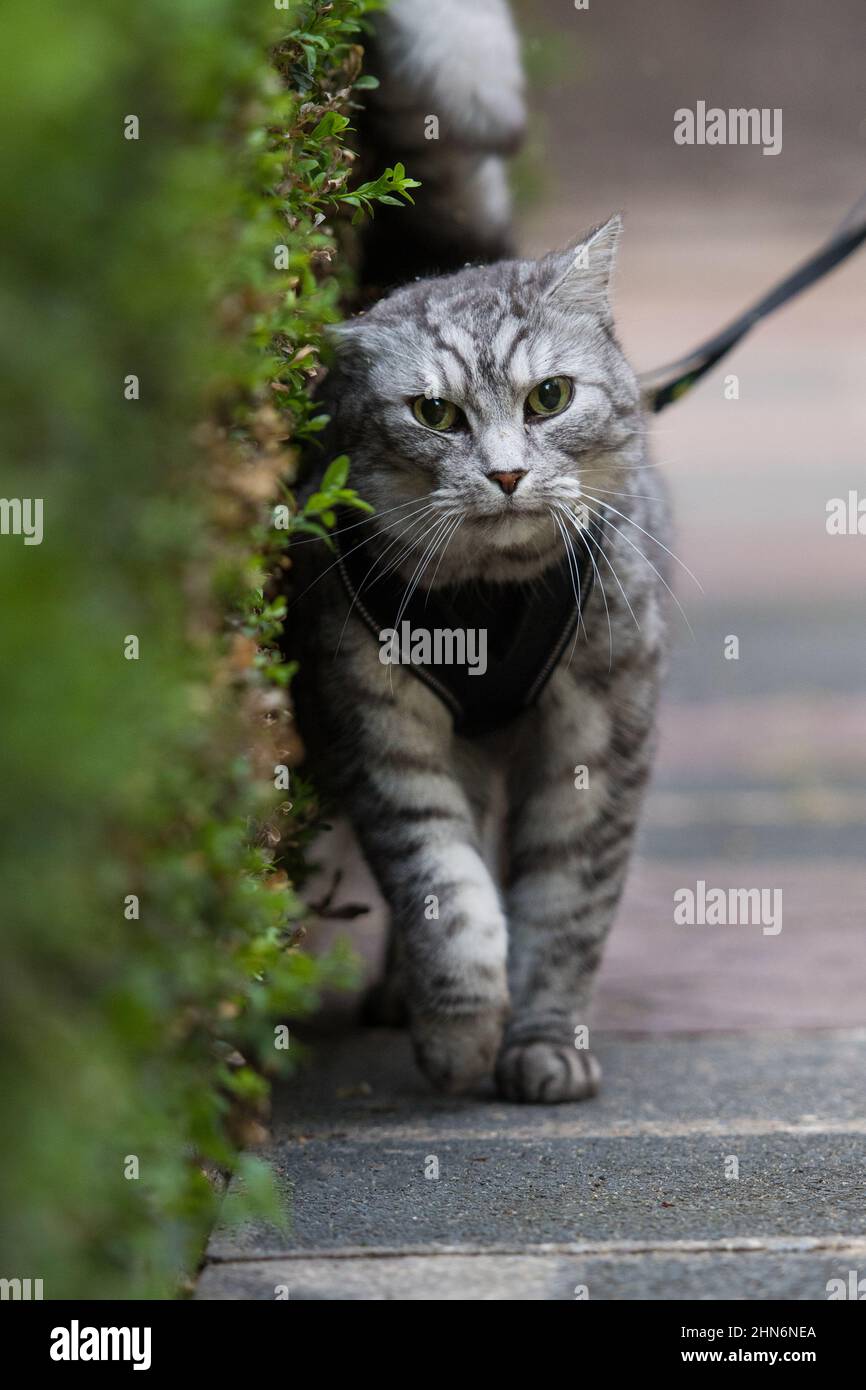 Adult cat on a leash Stock Photo