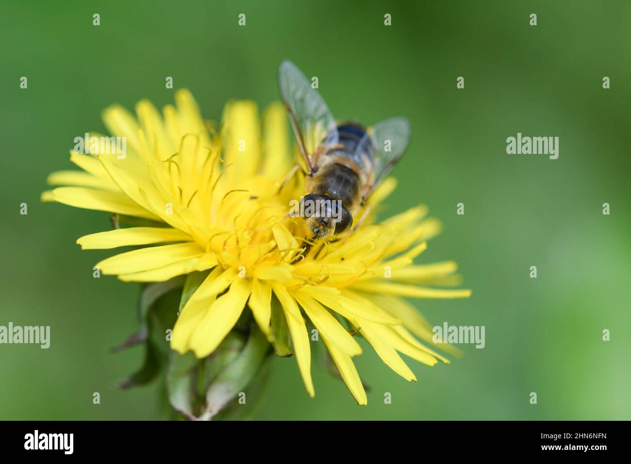 Close-up of a hover fly feeding on a dandelion flower Stock Photo