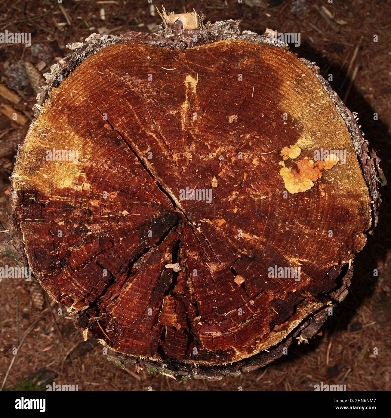 Cork tree cross section hi-res stock photography and images - Alamy