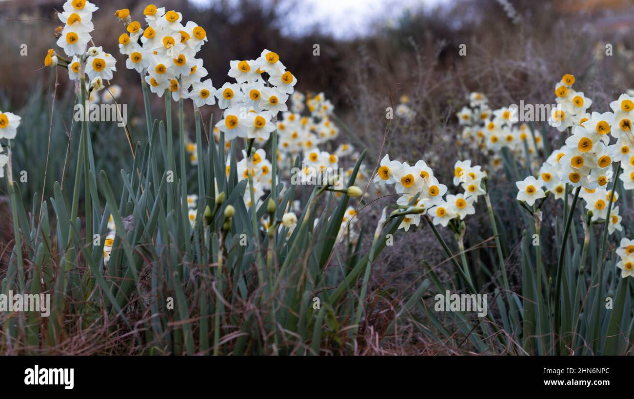 Beautiful wild daffodils flowers with selective focus Stock Photo