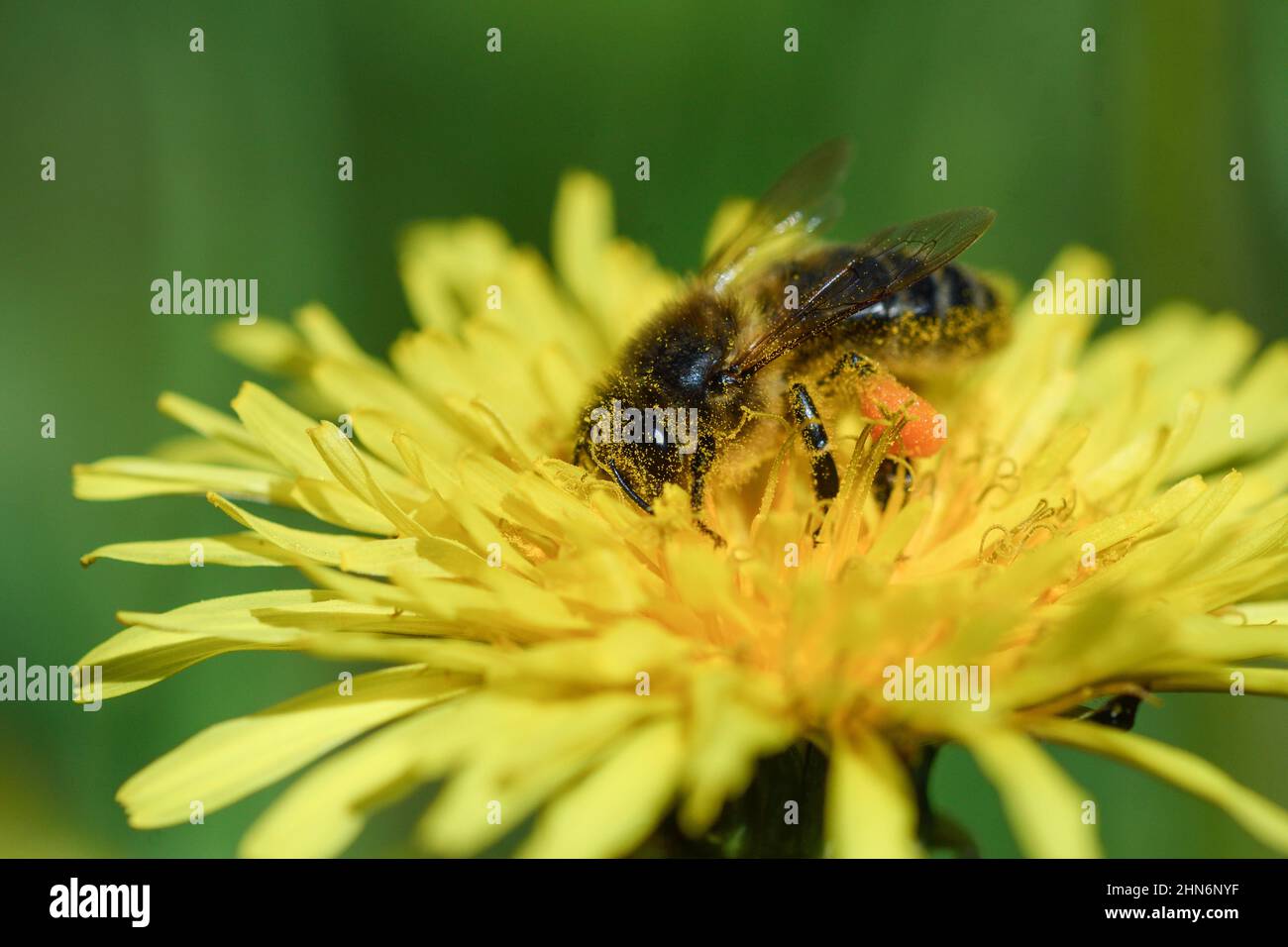 Close-up of honey bee feeding on nectar on dandelion flower Stock Photo