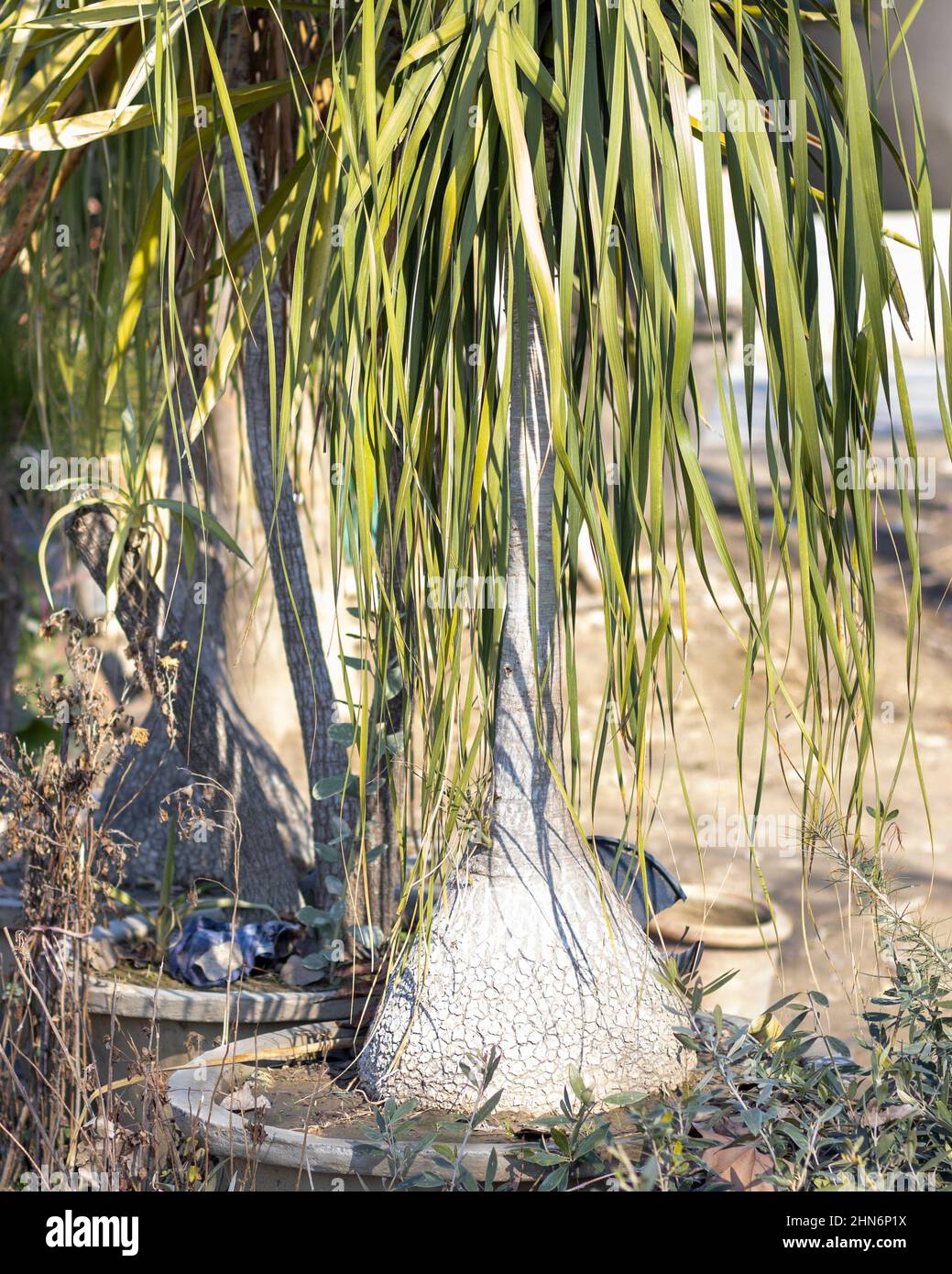 Big ponytail palm in a large pot Stock Photo