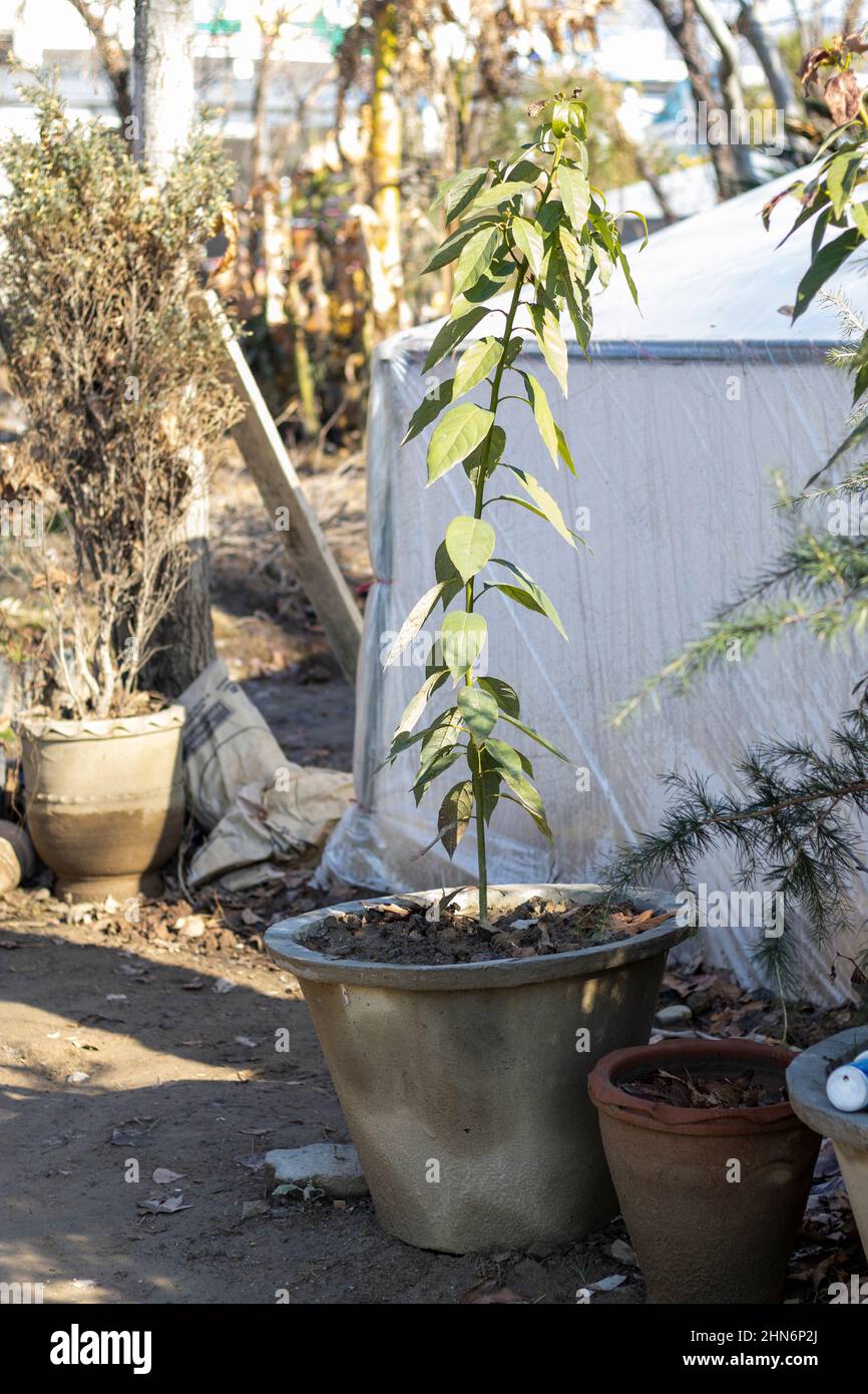 Avocado small plant in a pot Stock Photo
