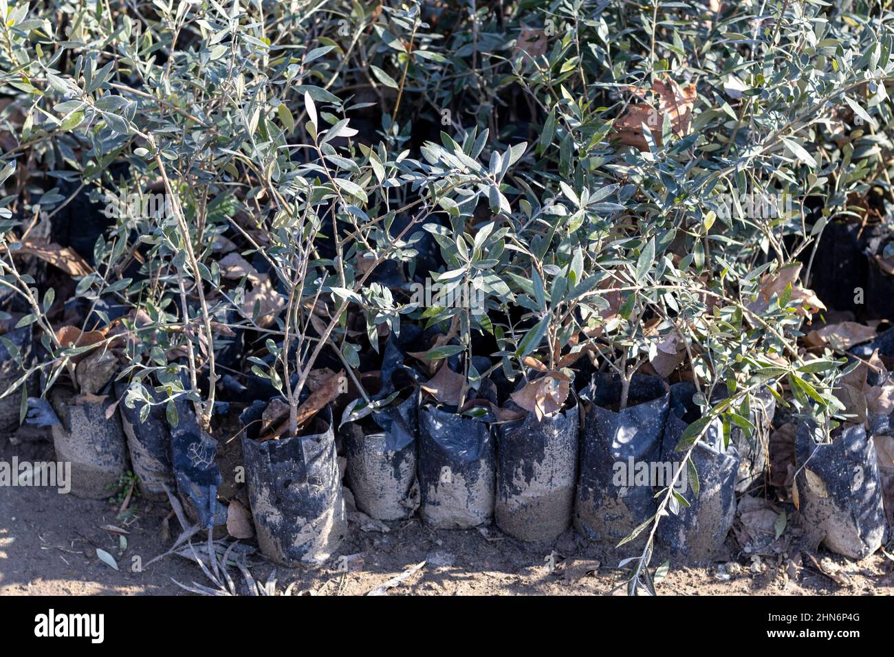 Olive small plants in a nursery Stock Photo