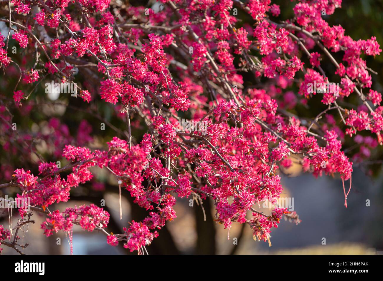 Red cherry blossom tree hi res stock photography and images Alamy