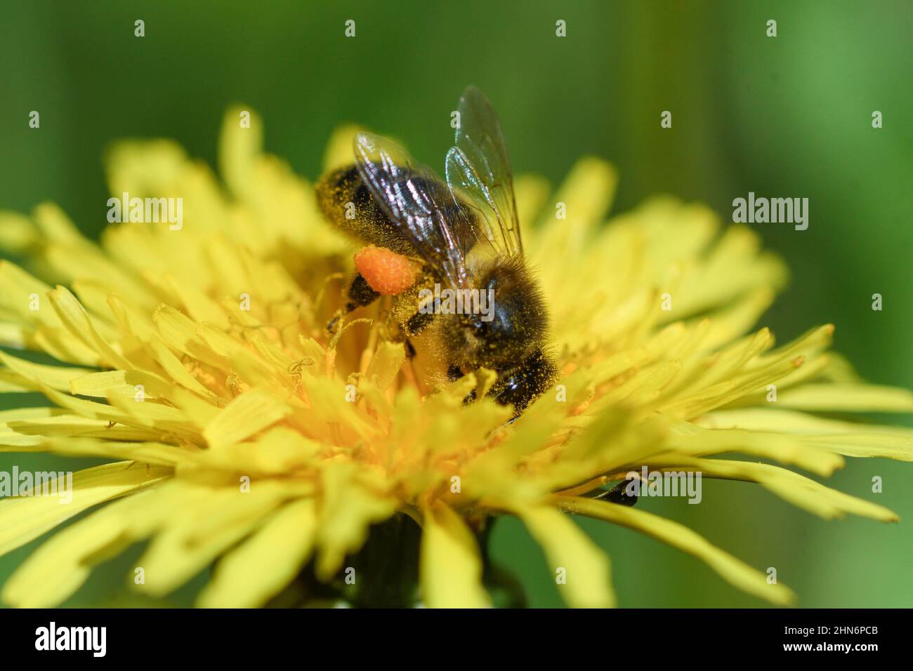 Insectos nectar hi-res stock photography and images - Alamy