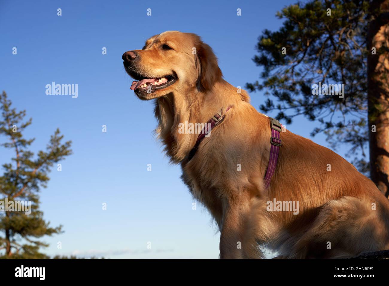 Young golden retriever girl is sitting and posing for the photographer ...