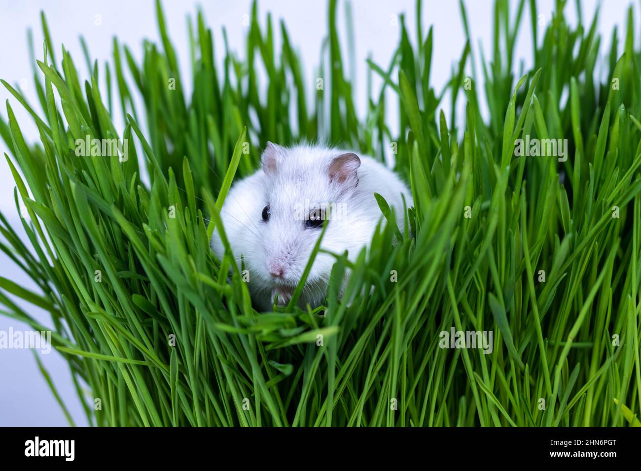 White Djungarian hamster sits in green grass close-up. Stock Photo