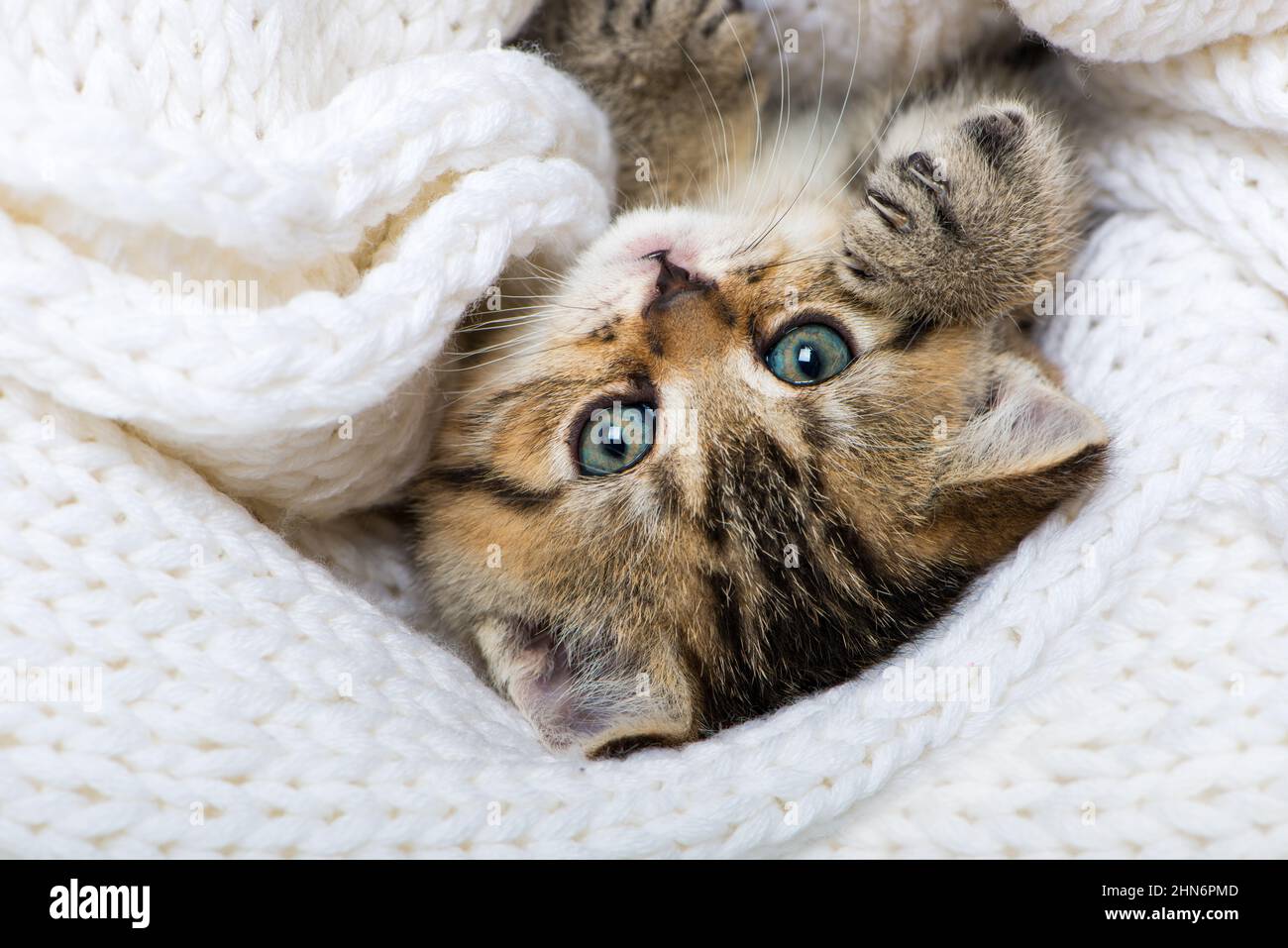Cute kitten lying on a blanket Stock Photo