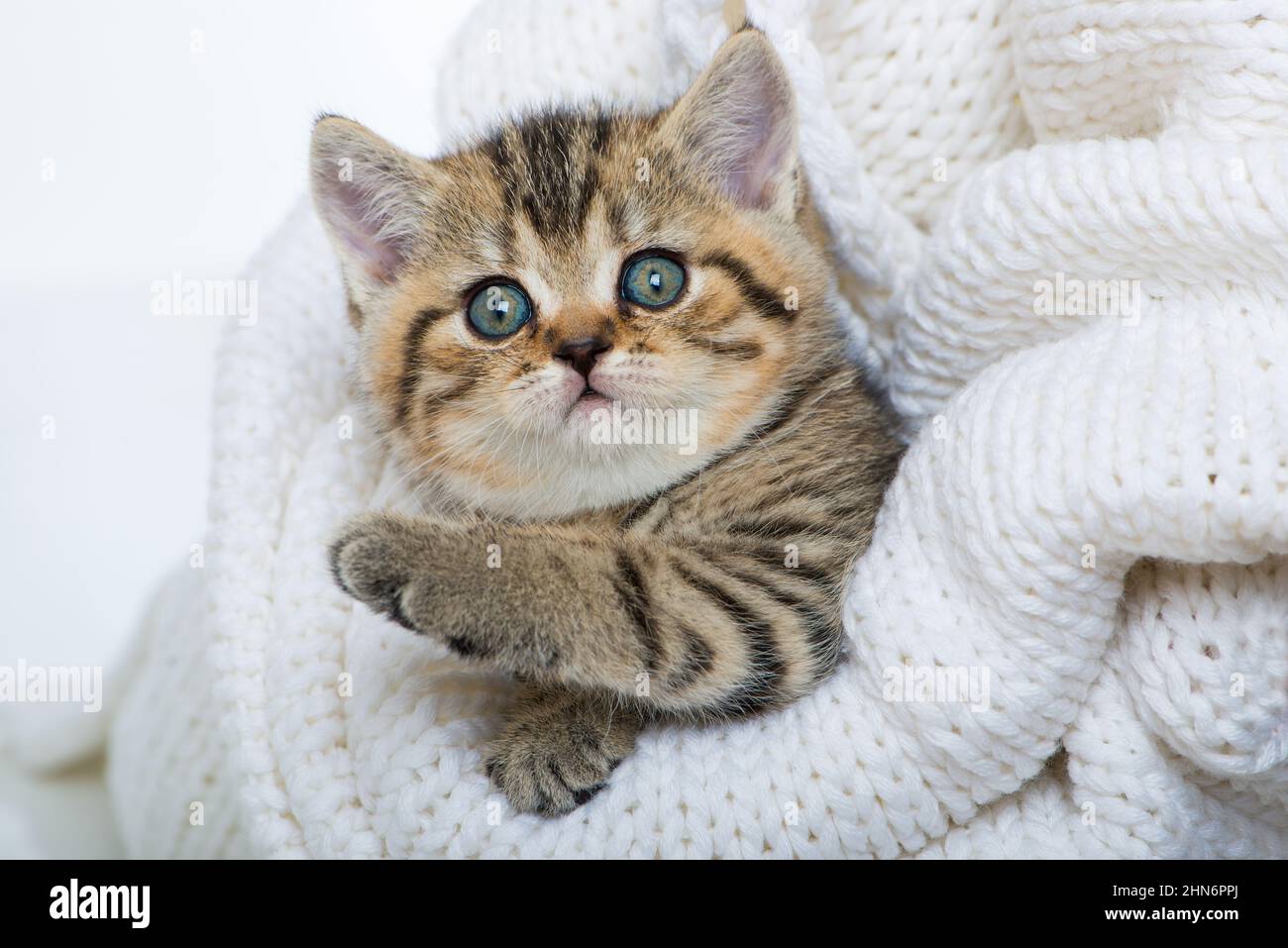 Cute kitten lying on a blanket Stock Photo