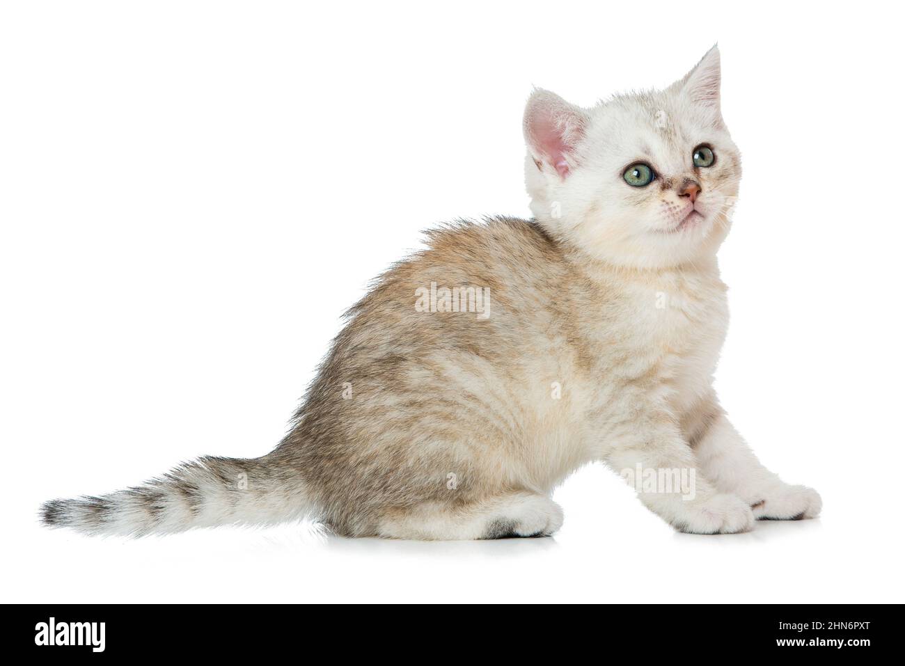 Cute british shorthair kitten isolated on white Stock Photo