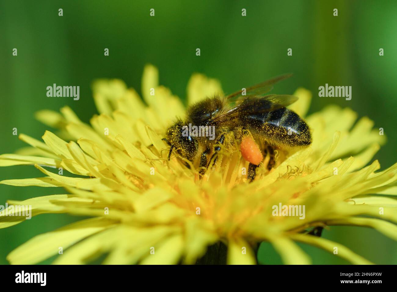 Close-up of honey bee feeding on nectar on dandelion flower Stock Photo