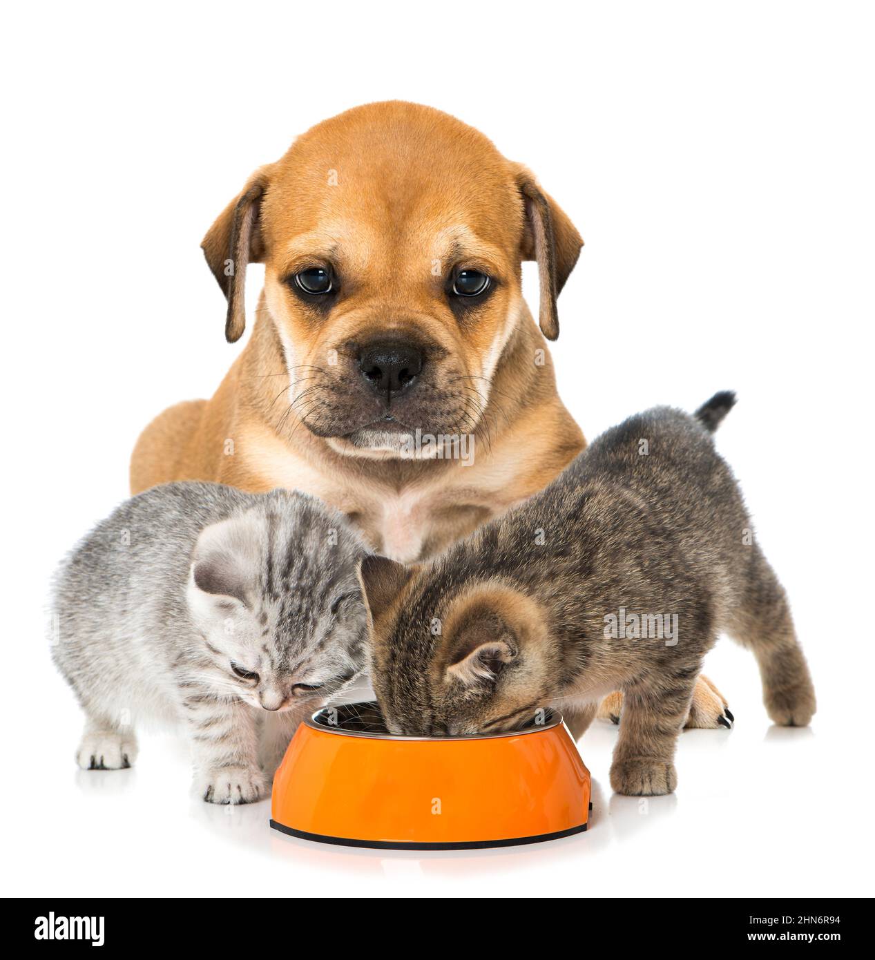 Pets with food bowl Stock Photo