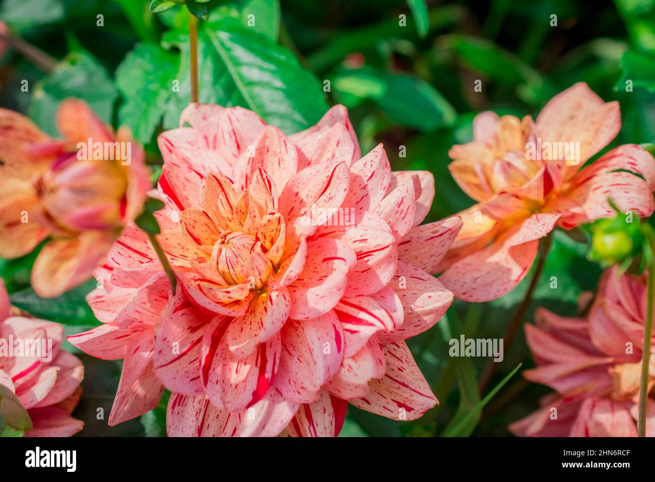Beautiful summer dahlia flowers in traditional English garden Stock