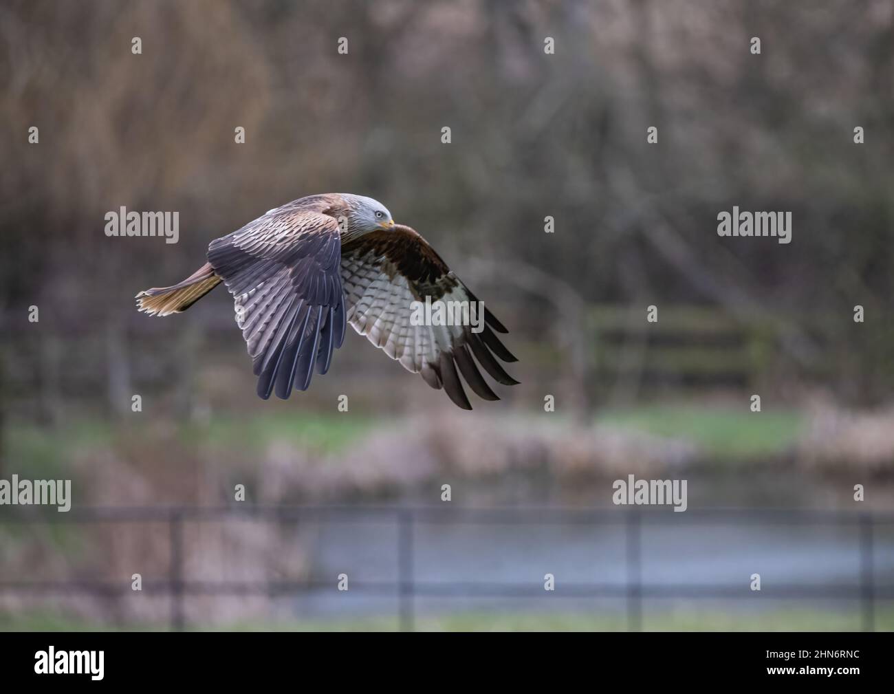A clsoe up action shot of a Red kite , low to the ground hunting in a garden/ woodland environment . Suffolk, UK Stock Photo