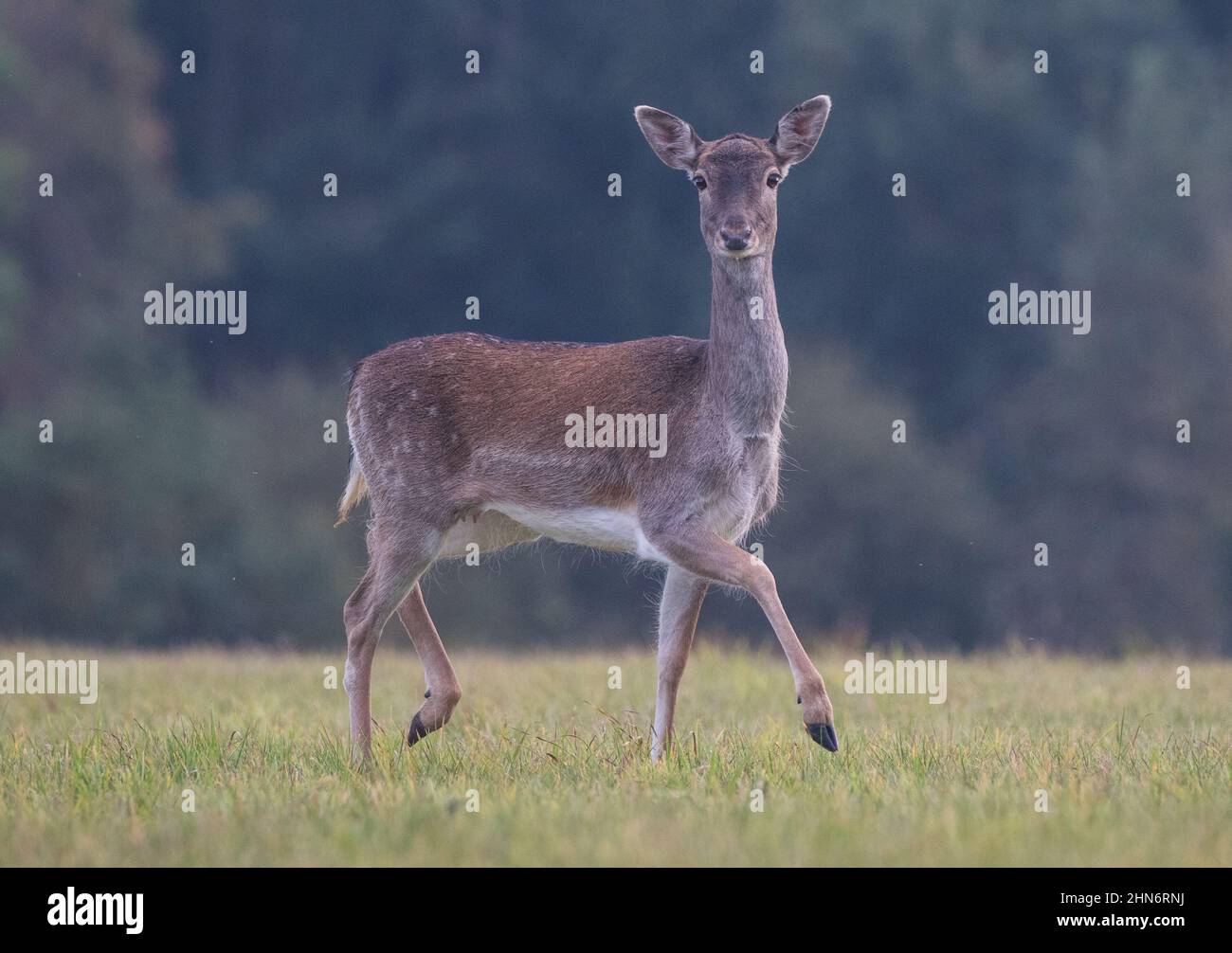 A close up of a beautifully marked Fallow deer doe. Stepping out alone ...