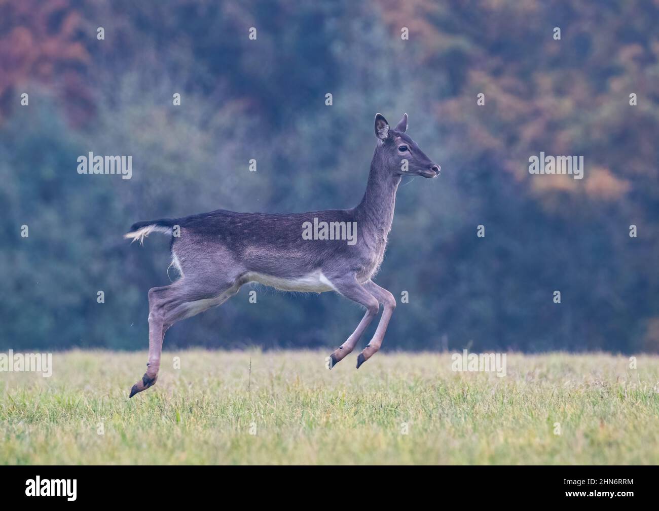 A dark coloured female Fallow deer , leaping in the air , showing her strength and fitness in a stunning action shot . Suffolk, UK Stock Photo
