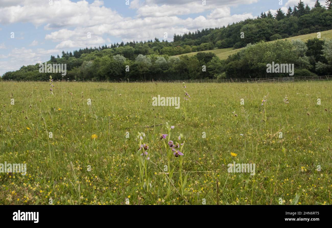 A suffolk meadow on a sunny day full of wildflowers especially Bee orchids growning in the clay . Suffolk. UK Stock Photo